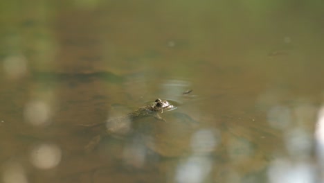 Sapo-De-Vientre-Amarillo-Parpadeando-En-Un-Estanque.-Bosque-De-Verdún,-Lorena,-Francia.